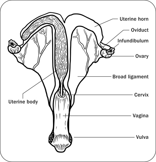Diagram met eierstokken, eileiders, baarmoeder, baarmoederhals en vagina