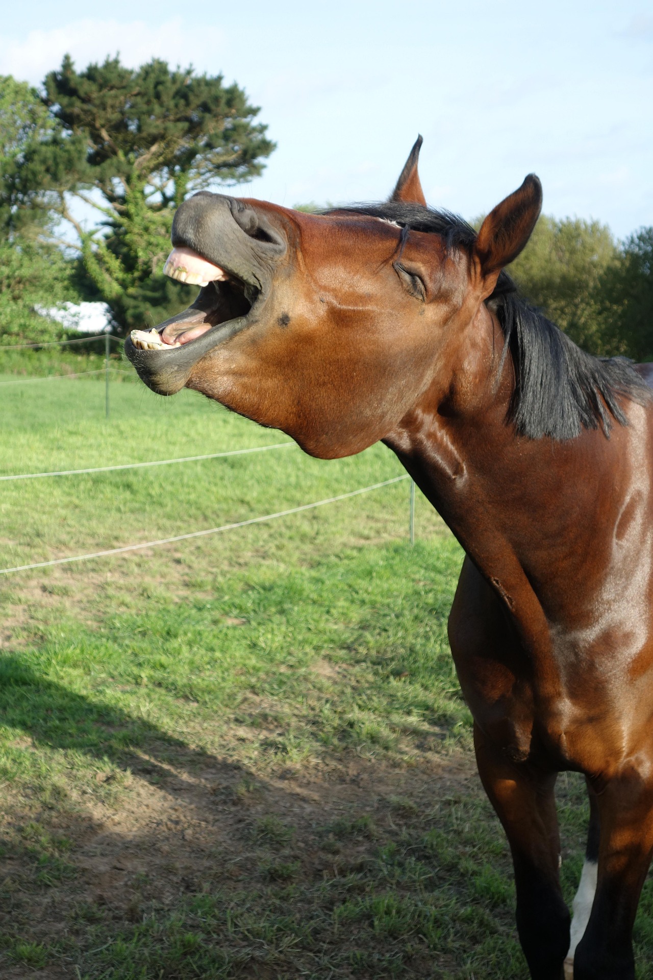 Merrie hinnikt en toont tanden